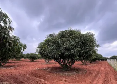 Fertile farmland with mango orchards in Choodasandiram near Bangalore, well-planned farm plots