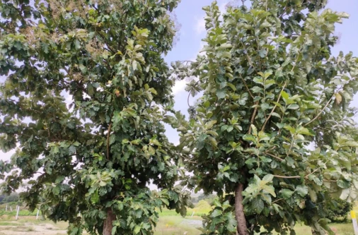 Teak tree plantation in managed farmland at Sangam Farms, showcasing long-term investment and green asset growth