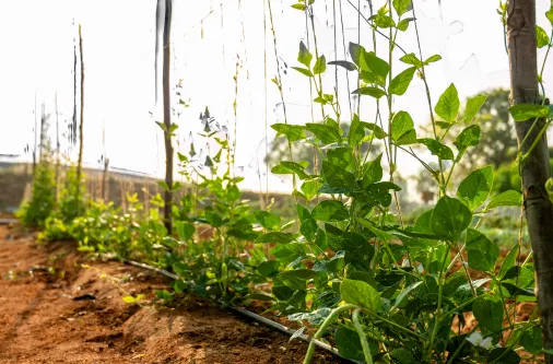 Plants growing with drip irrigation system in farmland