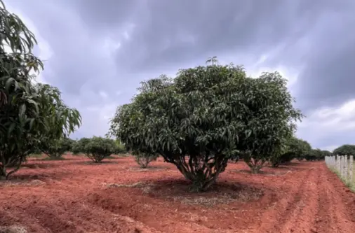 mango plantaion with red soil at sanskriti farms.