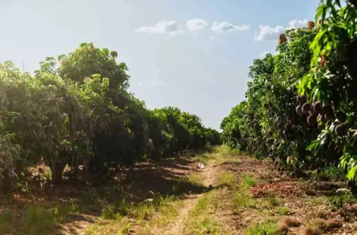 sanskriti farms managed farmaland choodasandiram.